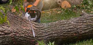 Mulching Services in Lebanon, VA