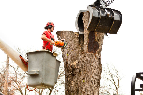 Lebanon, VA Tree Care Company